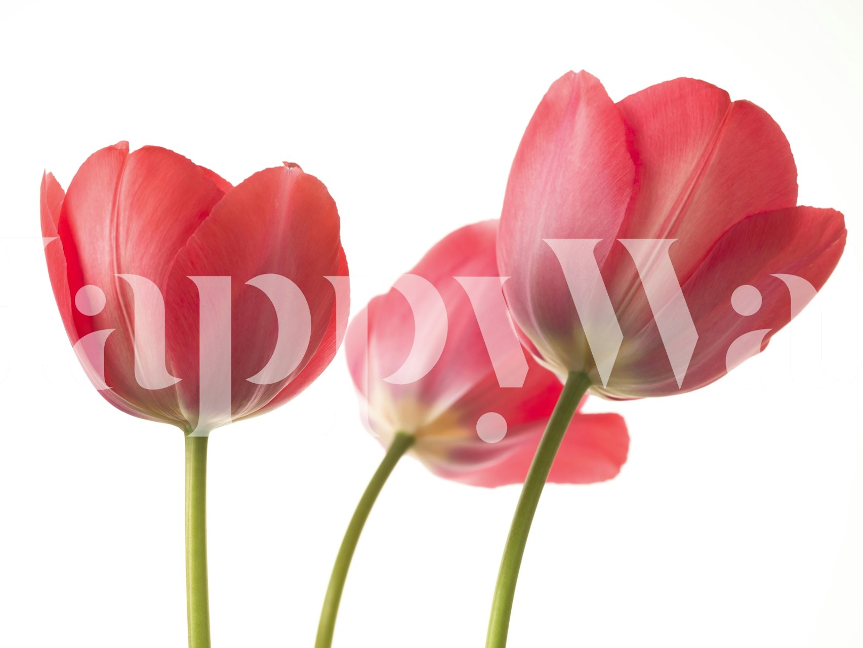 Pink tulips in close-up on white background wallpaper