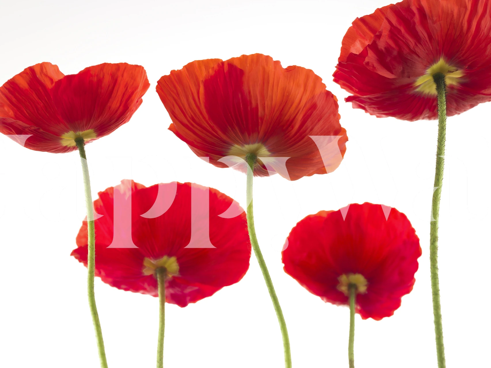 Cinco poppies rojos diseño