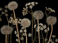 Meadow flowers 4 papel de parede