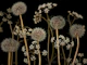 Meadow flowers 4
