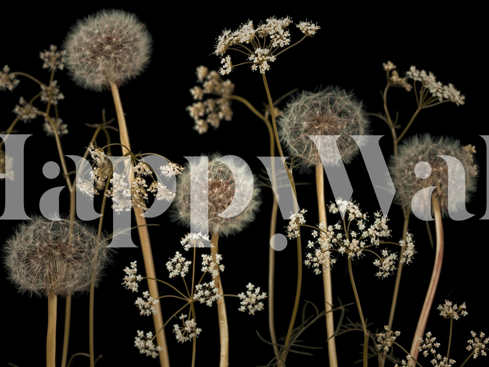 Carta da parati Meadow Flowers 4 con denti di leone e fiori di campo su sfondo nero