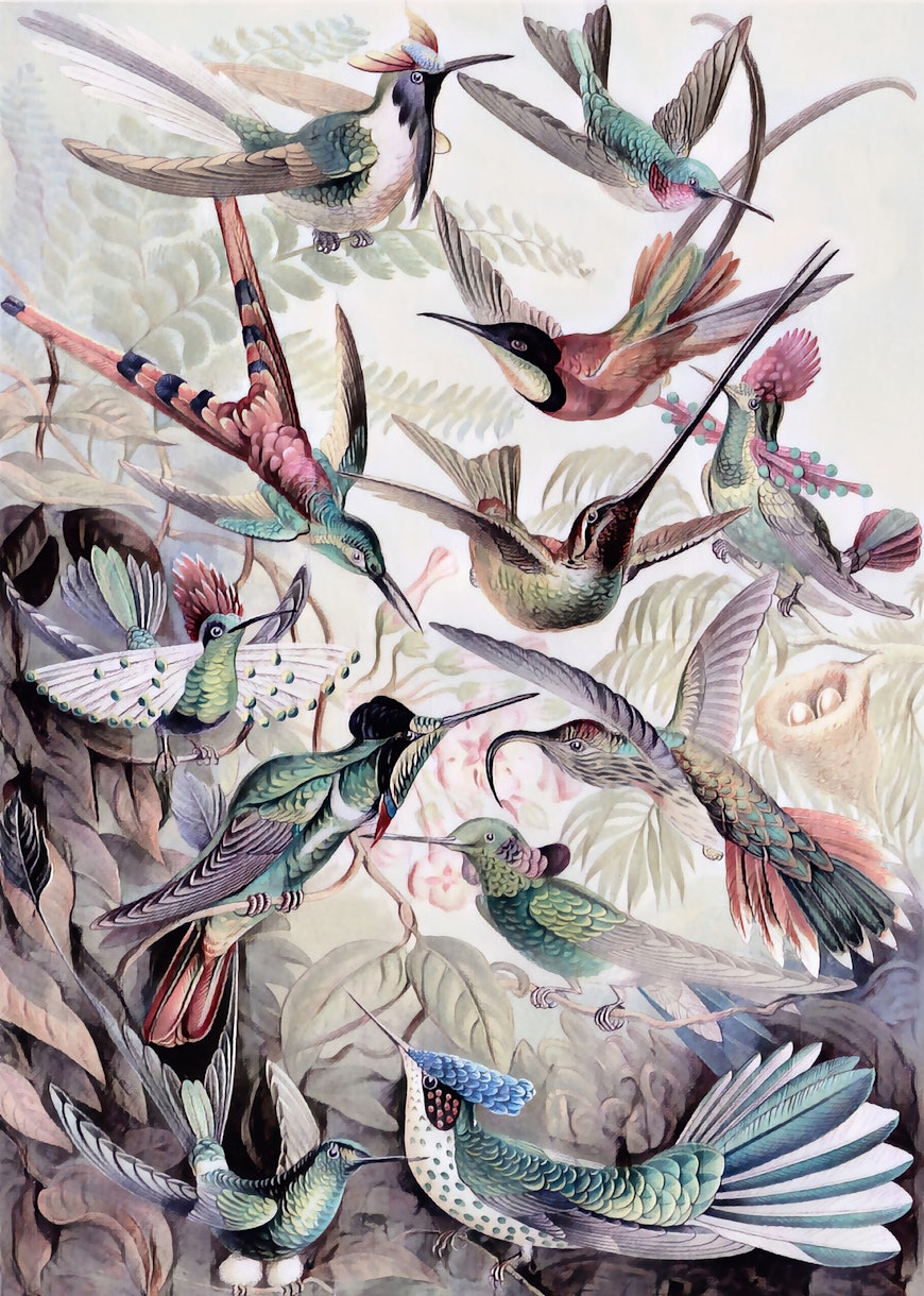 Spring Bird Jungle Wallpaper - Buy Online | Happywall