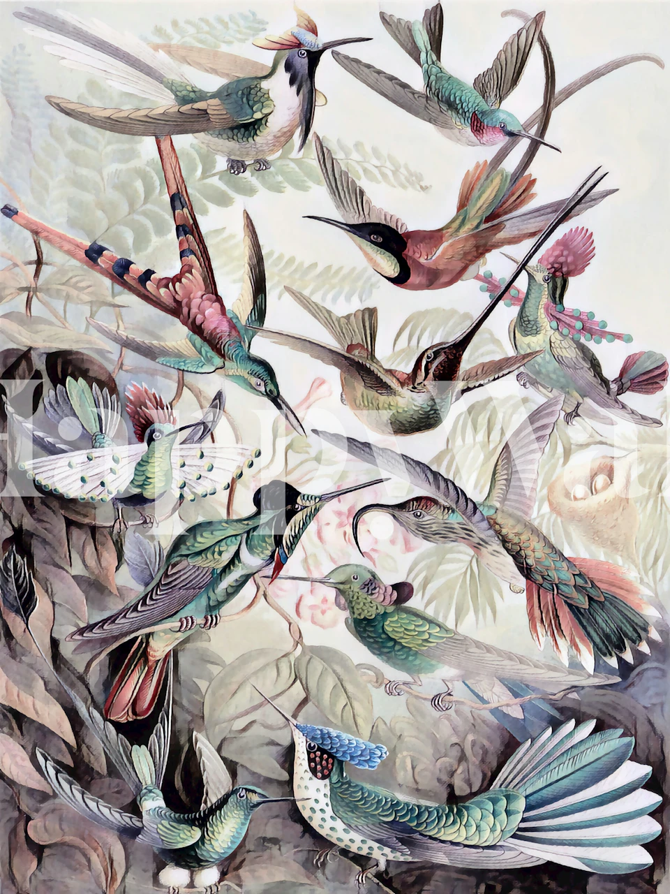 Multicolor tropical birds on foliage wallpaper, vibrant hues