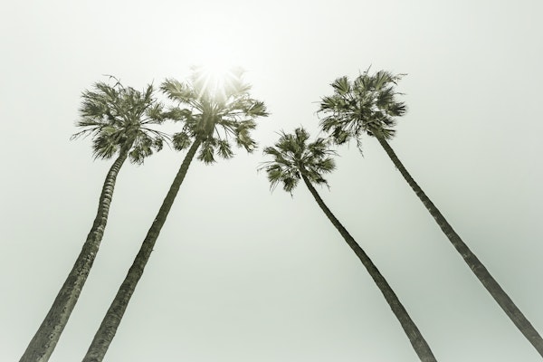 Vintage palms in the sun