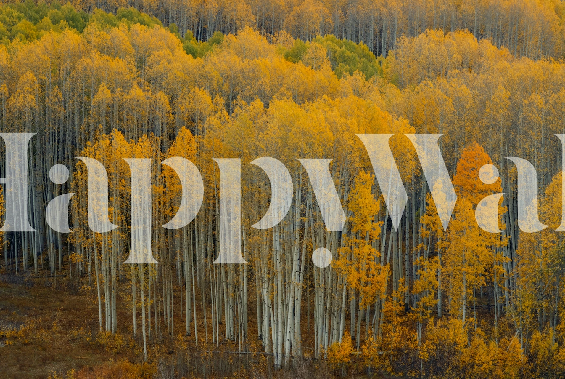 Gold and green aspens wallpaper, vibrant fall colors, nature theme wallpaper