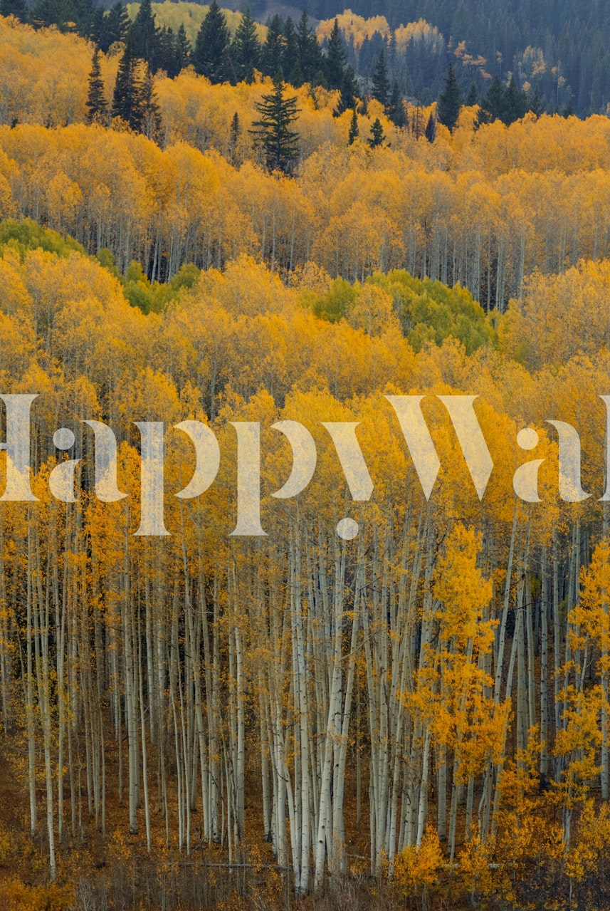 United We Stand wallpaper in a room