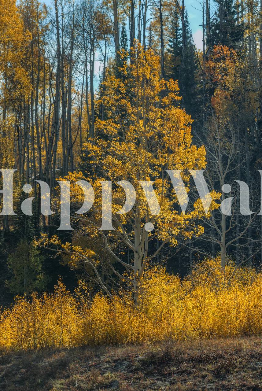 Yellow autumn tree with golden leaves and dark forest background wallpaper