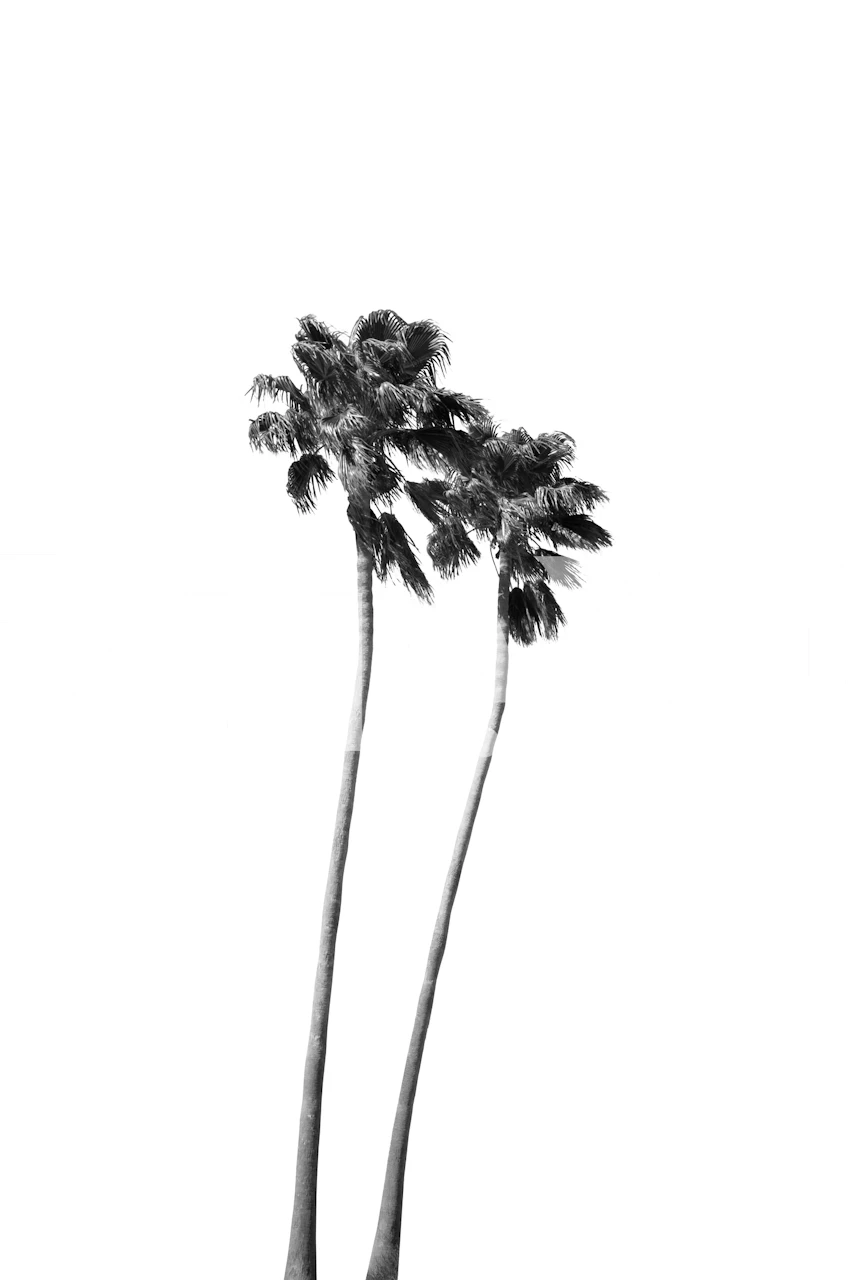 Two tall palm trees on a white background black and white wallpaper