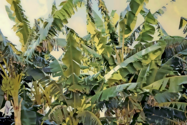 Tropical Banana Leaves
