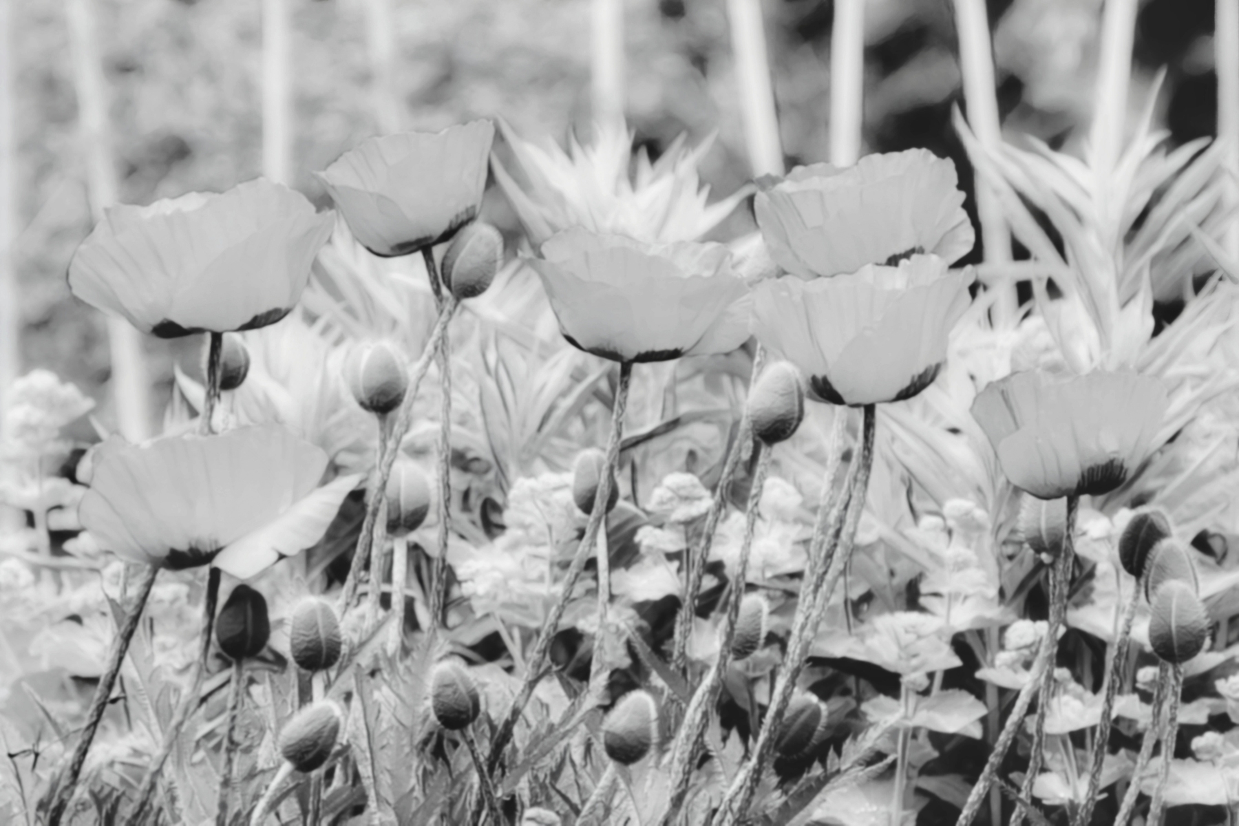 Gray Poppies wallpaper - Free shipping | Happywall