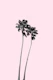 Tranquility Palms 2