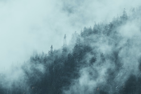 Foggy Forest Blue