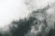 Foggy Forest Green