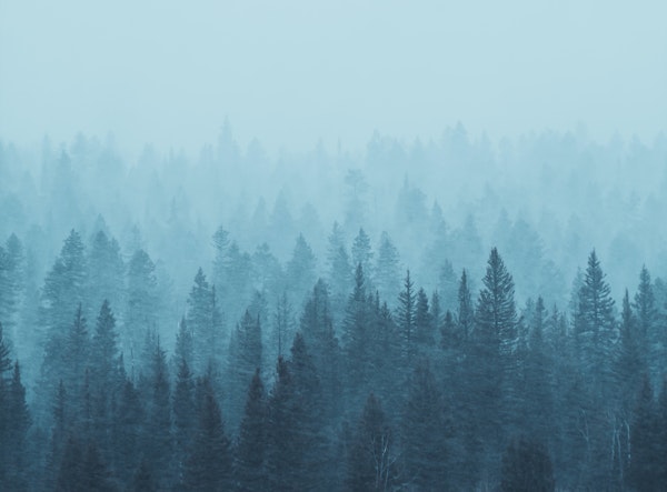 Misty Forest Blue