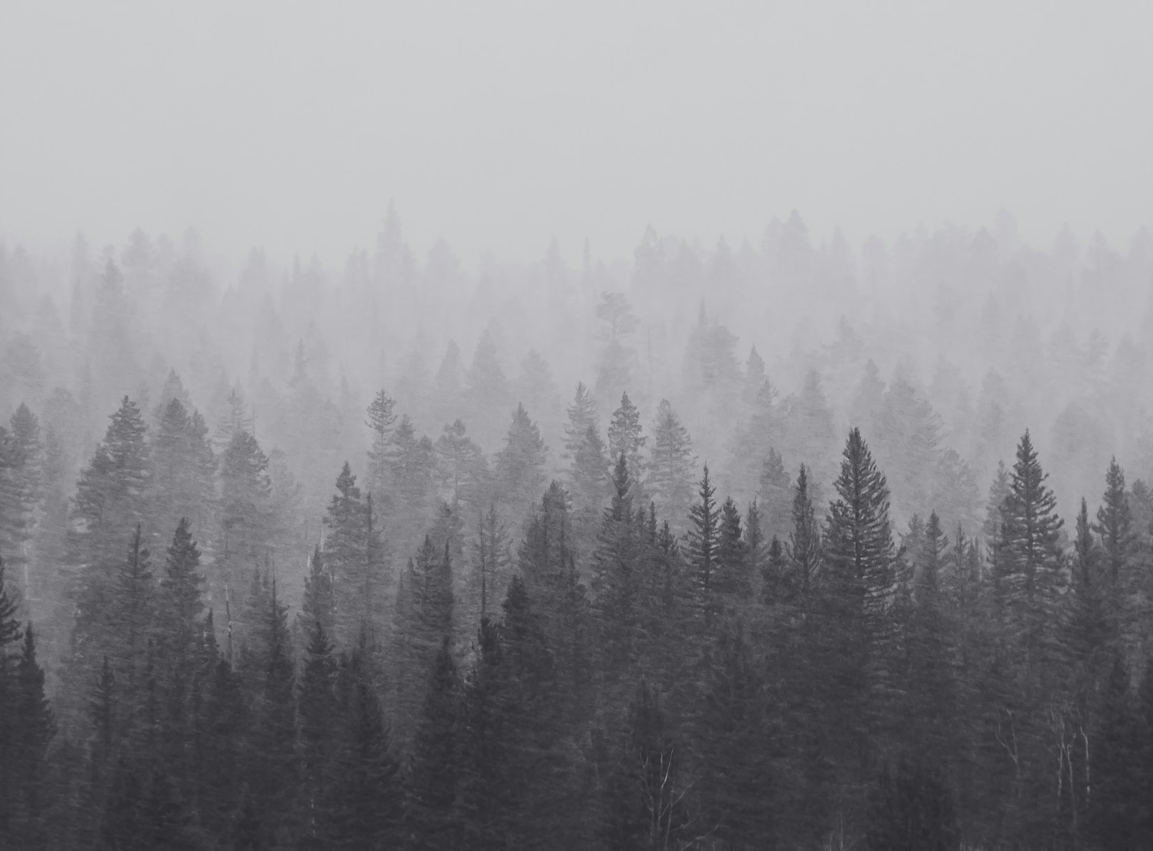 Misty Forest Black And White X Wallpaper 