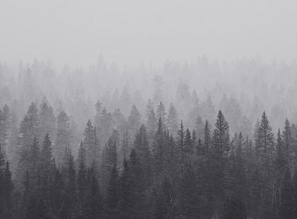 Misty Forest - Black and White