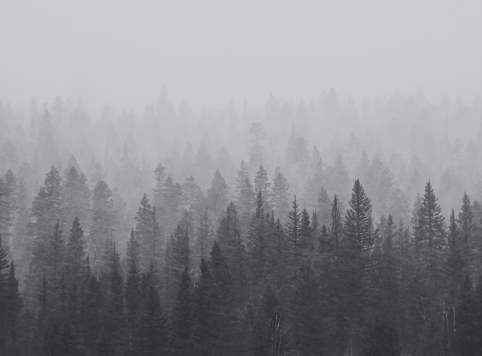 Misty Forest Black and White X Wallpaper | Happywall