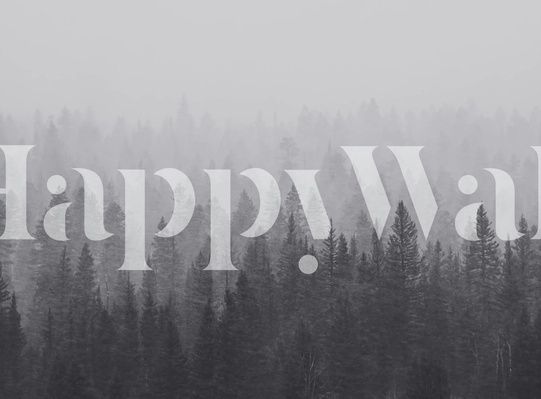 Misty forest with tall fir trees in black and white wallpaper