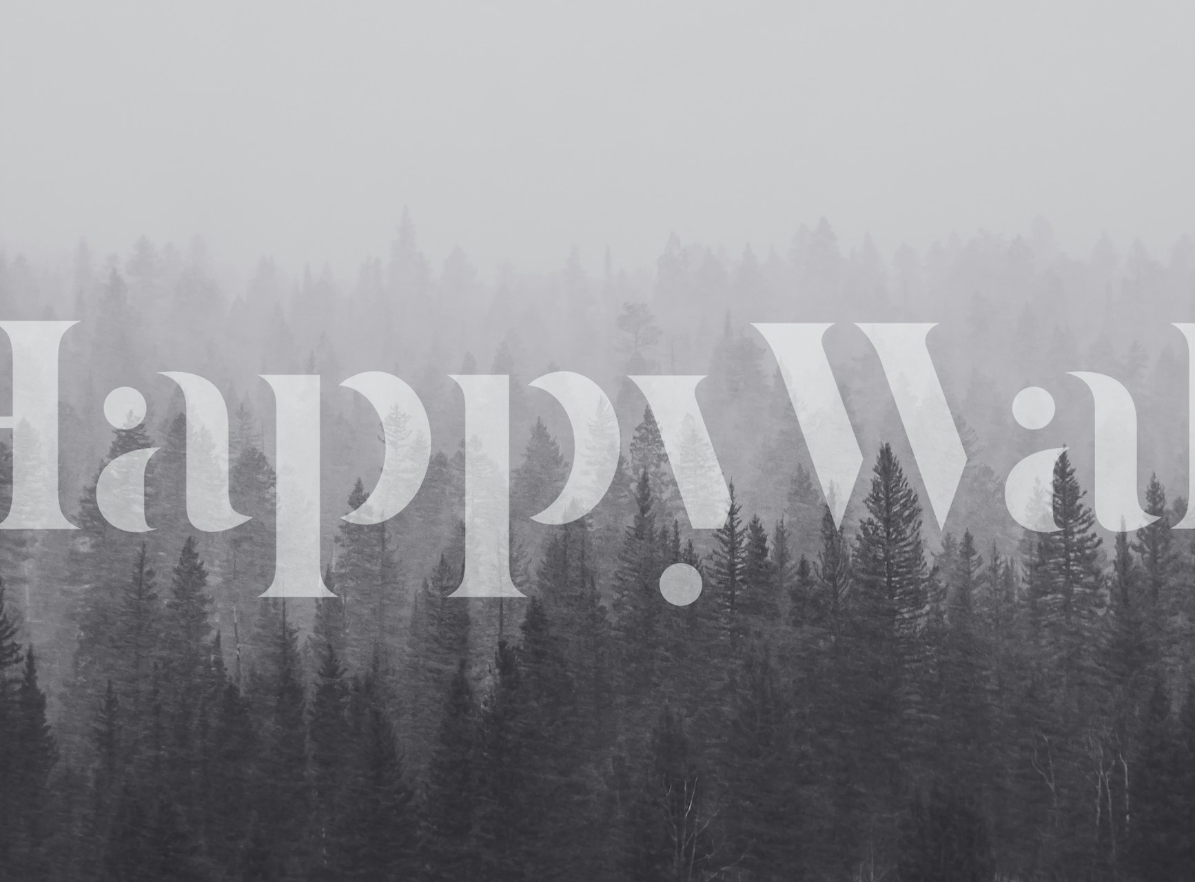 Misty forest with tall fir trees in black and white wallpaper