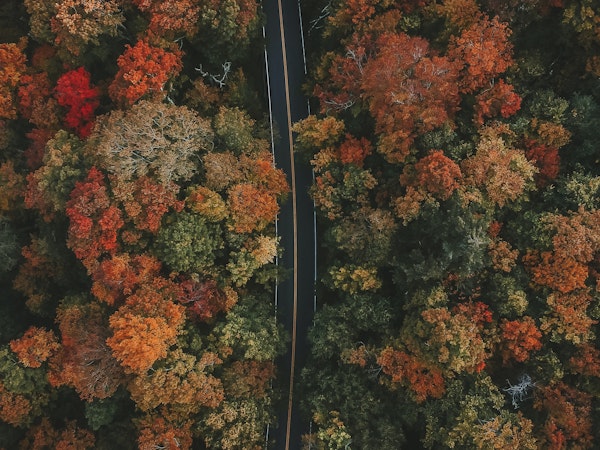 Fall Trees and Road