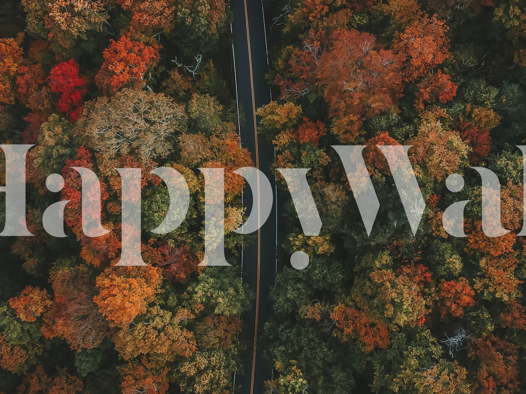 Autumn trees with winding road wallpaper