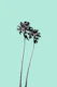 Tranquility Palms 3