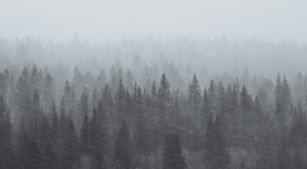 Stormy Forest Black and White