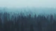Snowstorm Forest Blue