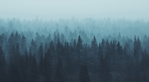 Snowstorm Forest Blue