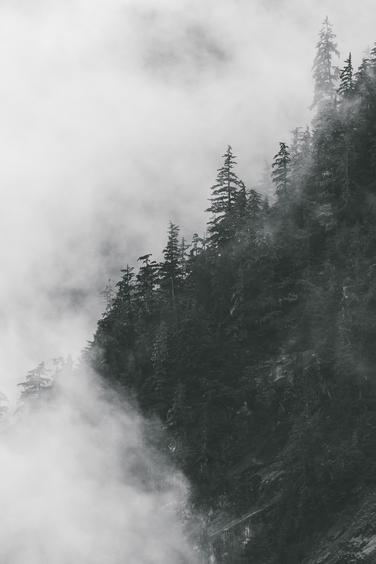 Foggy Forest Photography wallpaper - Happywall