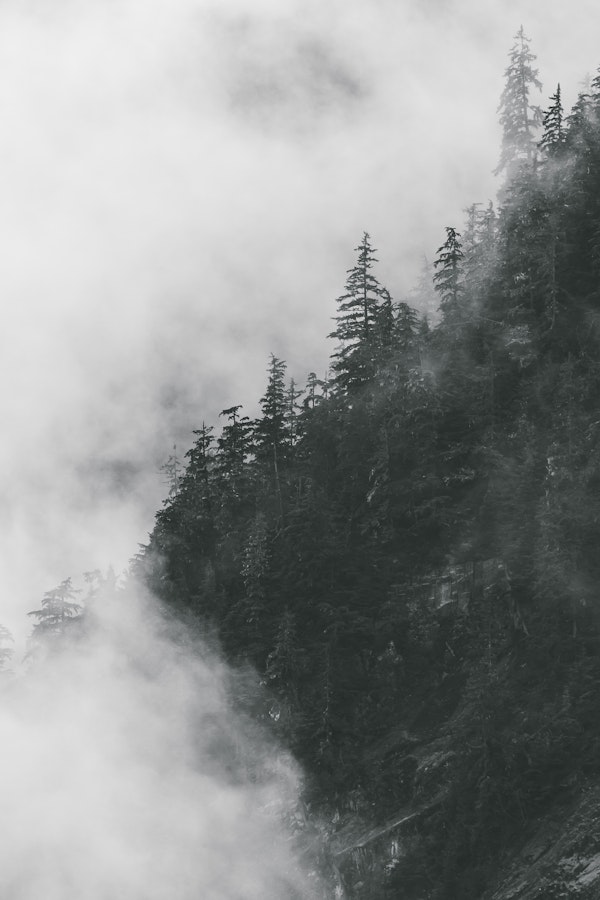 Foggy Forest Photography