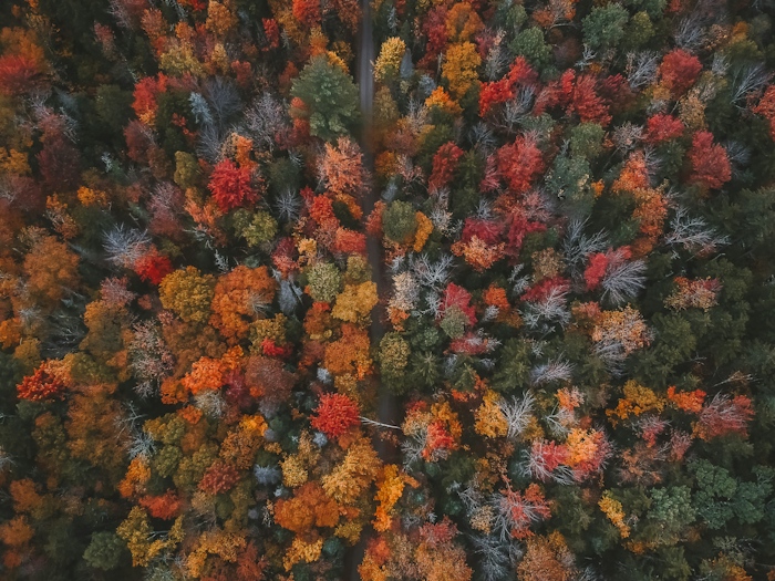Autumn Forest Trees Wallpaper - Fall Colors
