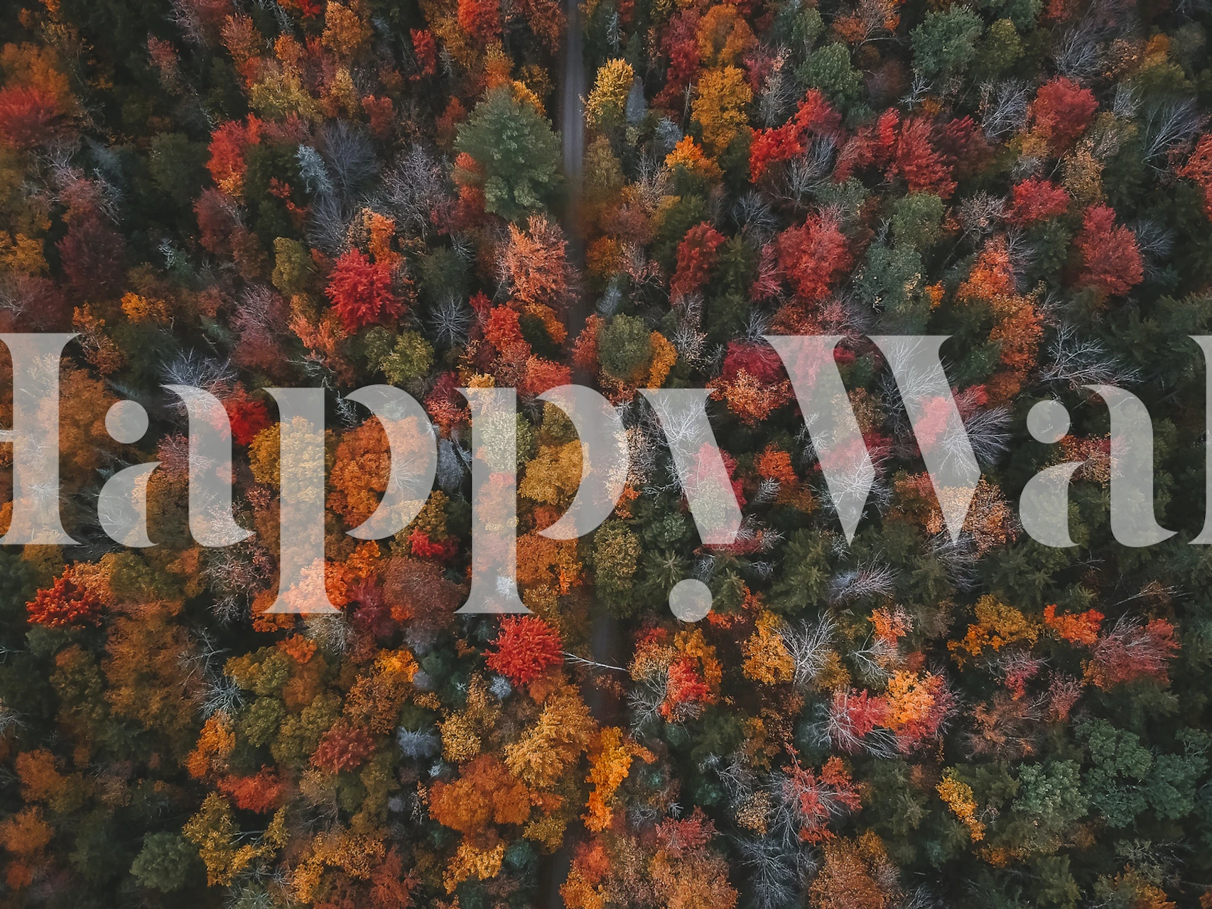 Colorful autumn forest trees wallpaper in orange, red, and green hues