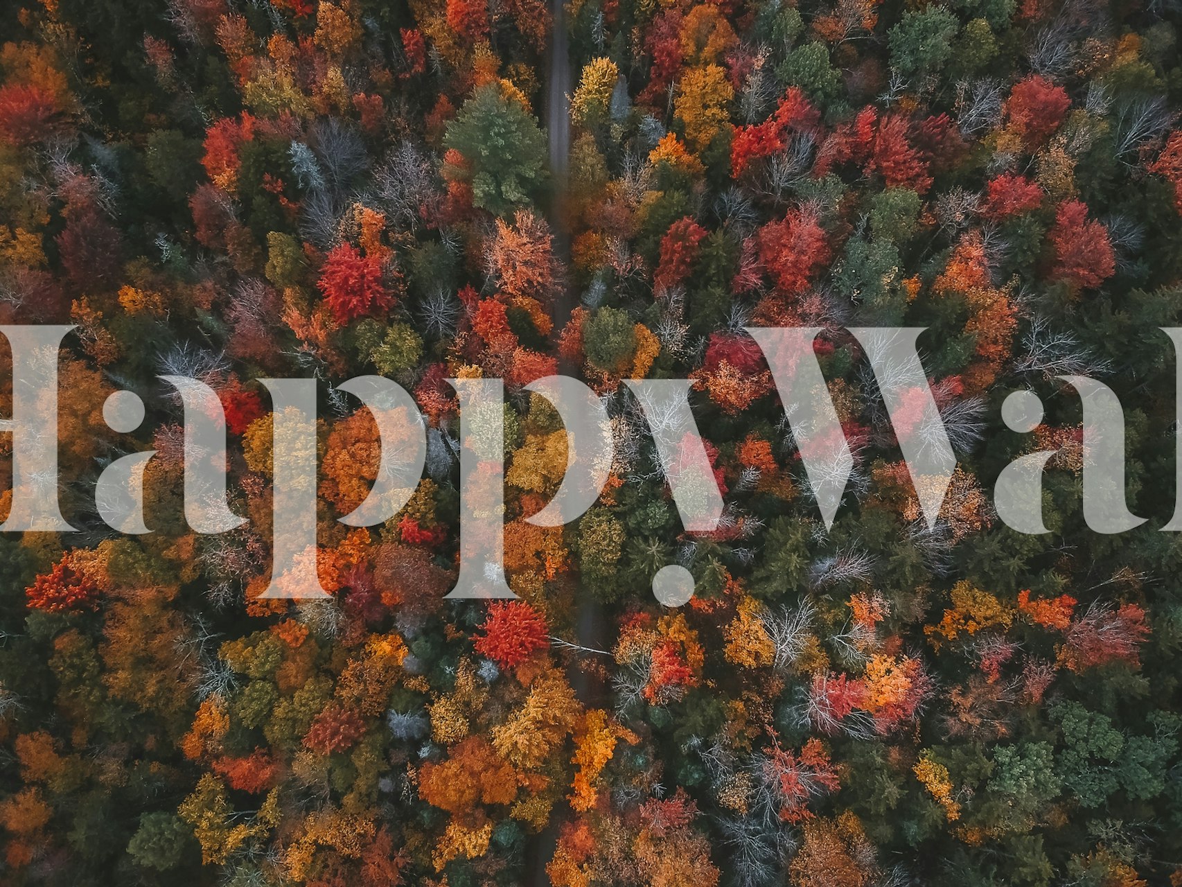 Colorful autumn forest trees wallpaper in orange, red, and green hues