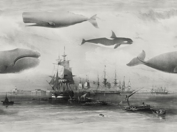 Whales and Ships in GREY