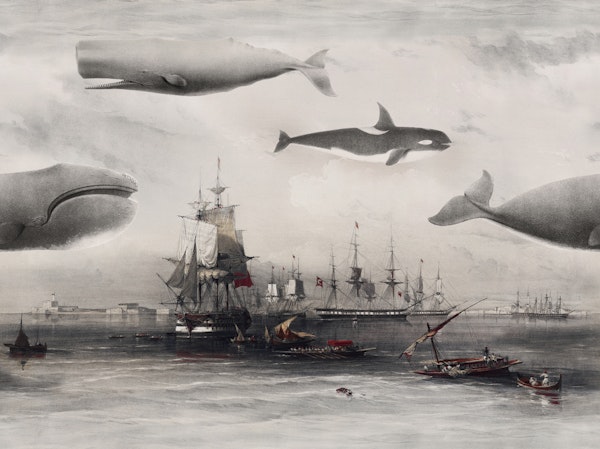 Whales and Ships burgundy red
