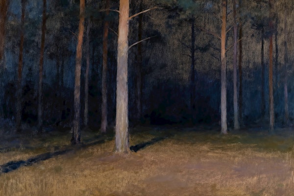 Misty Pine Forest at Dusk