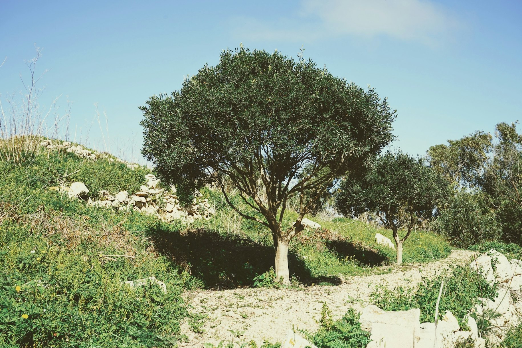 Olive Trees Wallpaper | Buy Nature Inspired Wallpapers Online