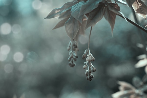 Blue Hour Garden Detail