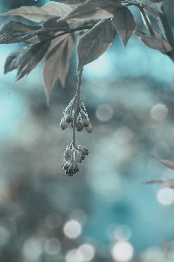 Blue Hour Magic Garden