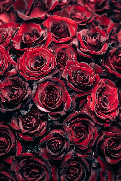Buy Beautiful 50 Roses Wallpaper Online | Happywall