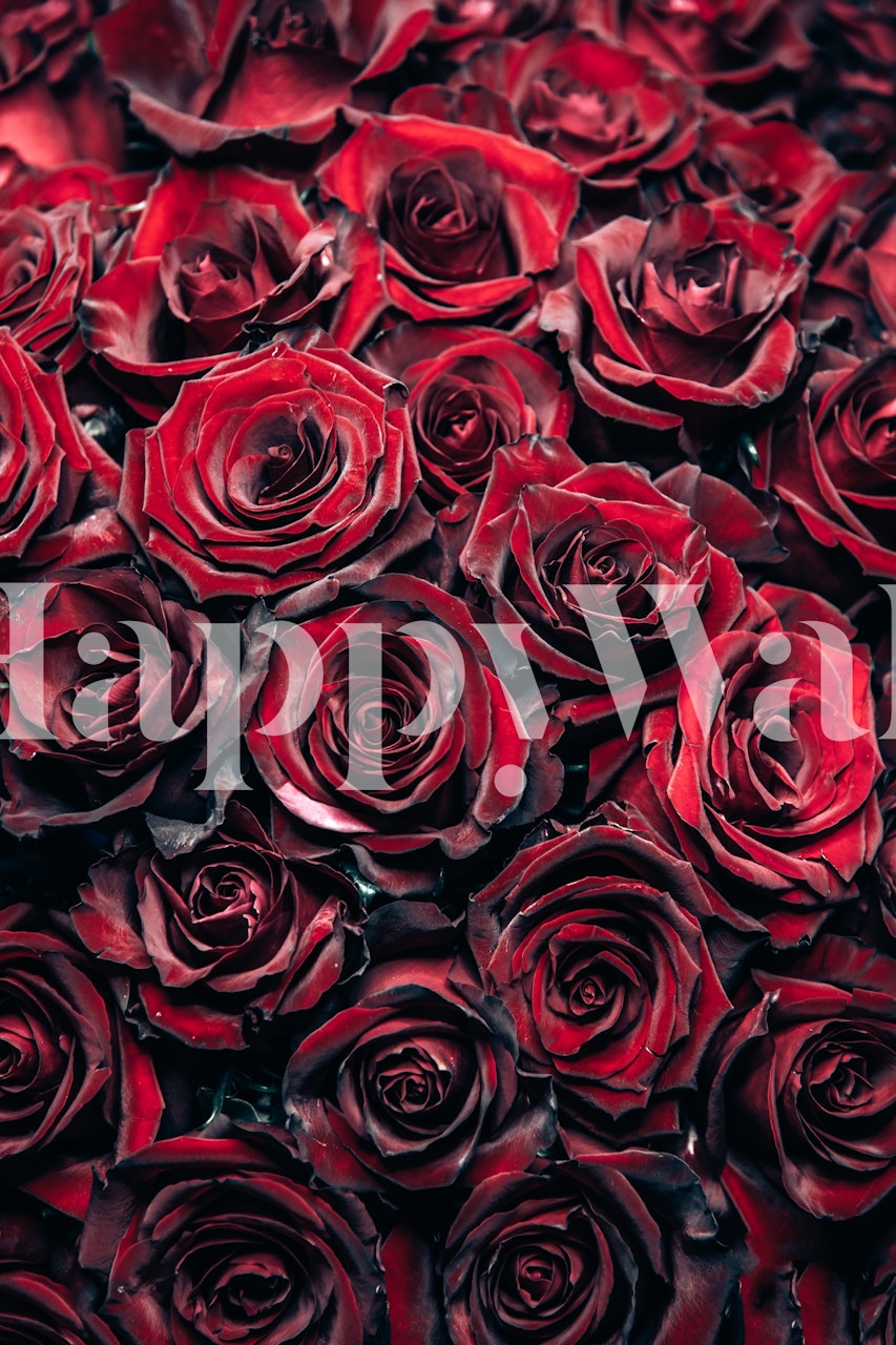 50 Roses wallpaper displayed in a room