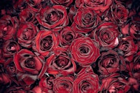 50 red Roses tapet