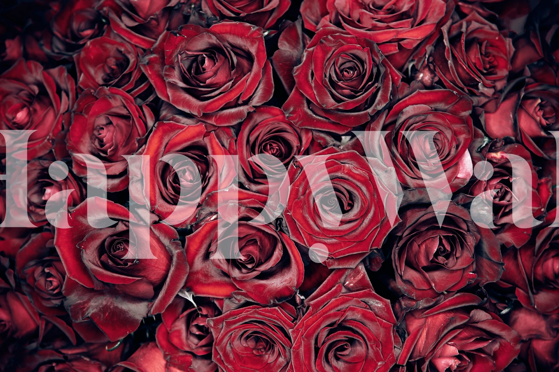 50 red roses wallpaper in una stanza