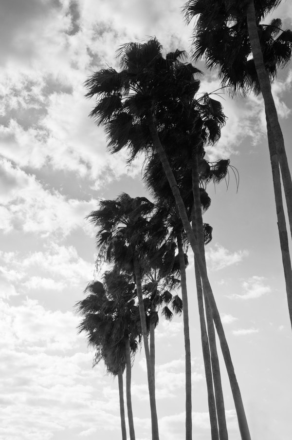 Palm Trees Black White Vibes 1
