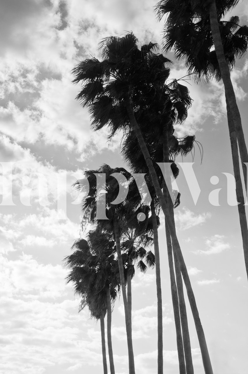 Palm trees wallpaper in black and white