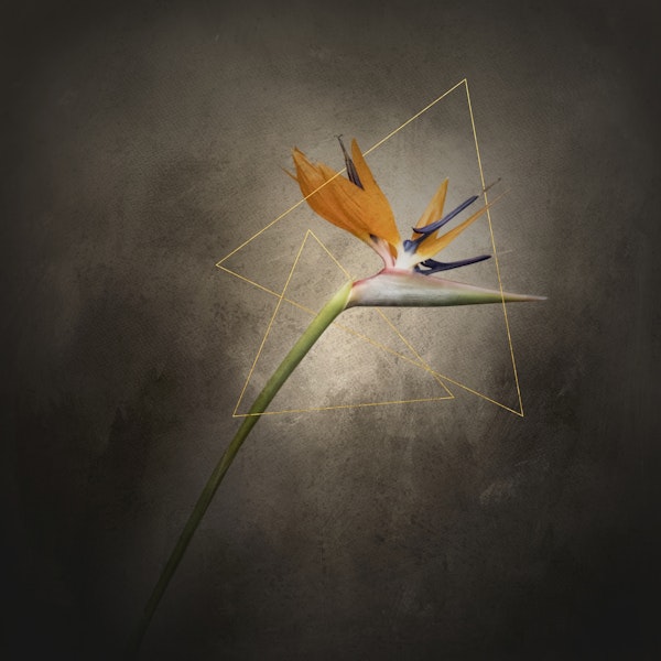 STRELITZIA Graceful flower