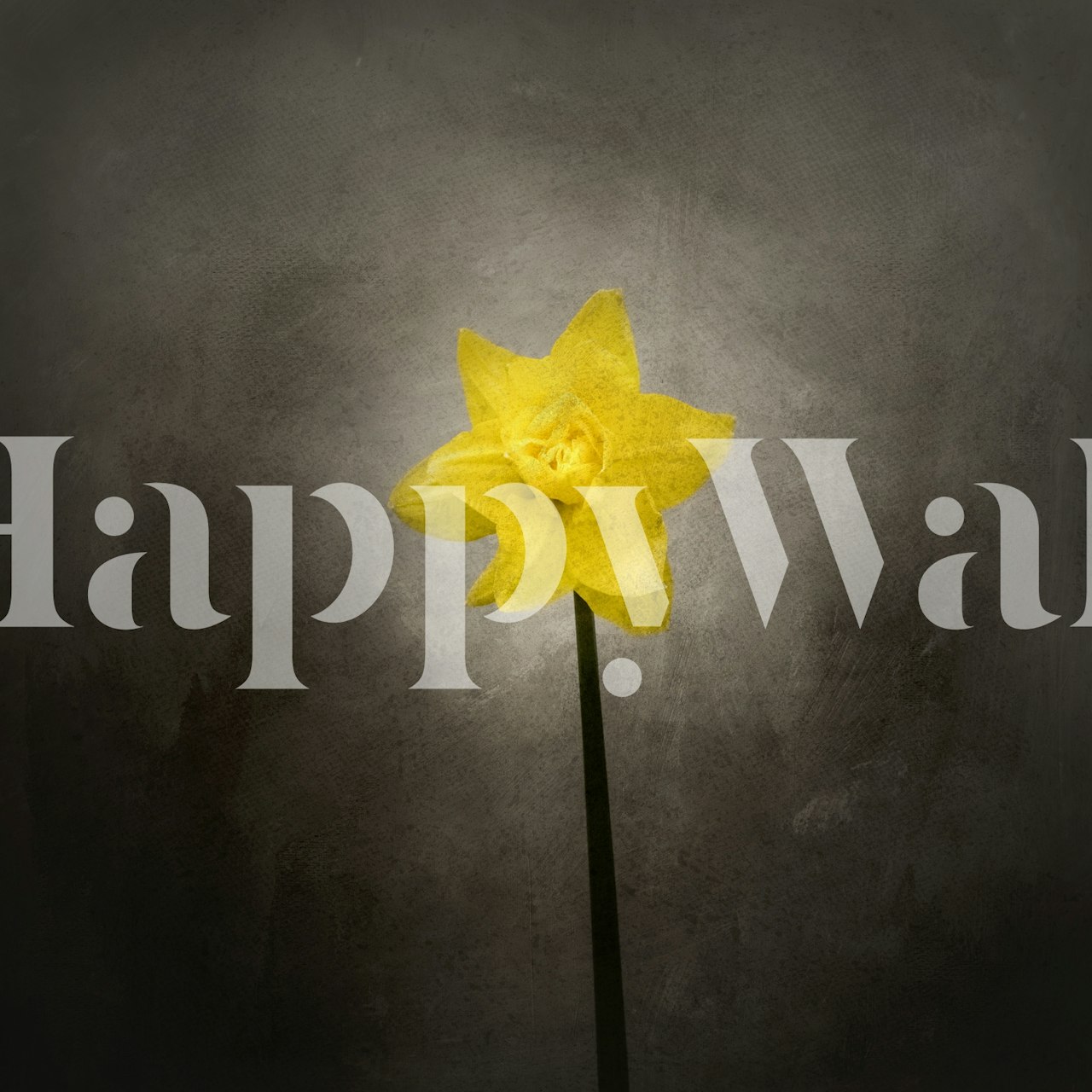 Daffodil Spring Bloomer Wallpaper Buy Online at Happywall
