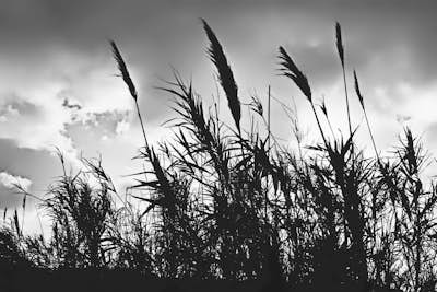 Τοιχογραφία