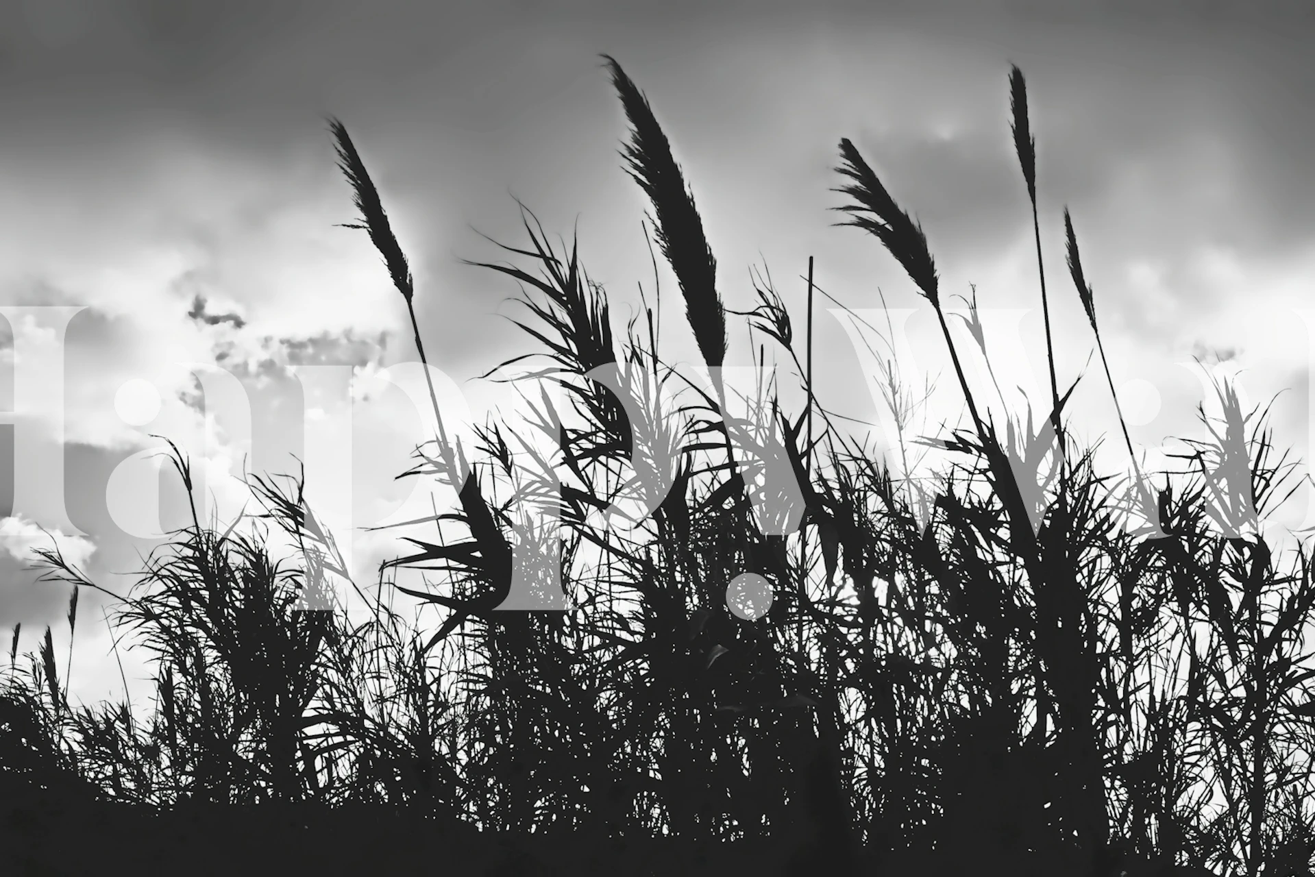 Black and white silhouette of tall wild grass against a cloudy sky wall mural
